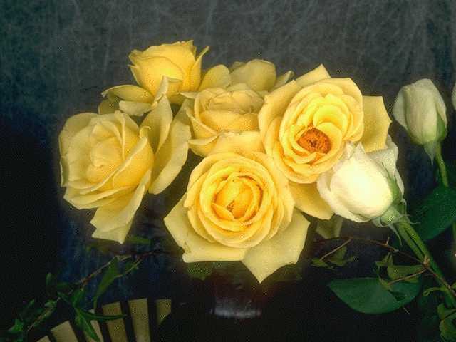 [roses]